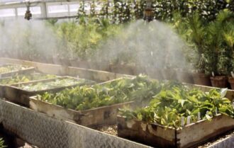 hệ thống tưới phun sương cho vườn rau